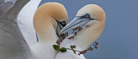 Northern gannet